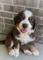 Snickers, a male Australian Shepherd and Bernese Mountain Dog for sale in Wayne, WV – 2 of 10