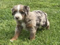 Mr Zuckerman, a male Miniature Australian Shepherd and Miniature Bernedoodle for sale in Wayne, WV – Photo 5 of 8