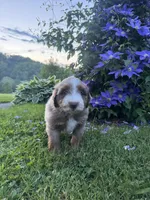 Mr Zuckerman, a male Miniature Australian Shepherd and Miniature Bernedoodle for sale in Wayne, WV – Photo 8 of 8