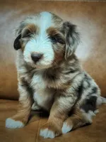 Mr Zuckerman, a male Miniature Australian Shepherd and Miniature Bernedoodle for sale in Wayne, WV – Photo 6 of 8