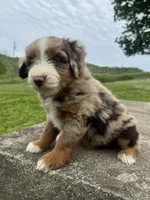 Mr Zuckerman, a male Miniature Australian Shepherd and Miniature Bernedoodle for sale in Wayne, WV – Photo 7 of 8