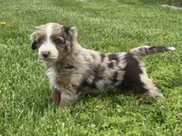 Mr Zuckerman, a male Miniature Australian Shepherd and Miniature Bernedoodle for sale in Wayne, WV – Photo 3 of 8