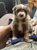 Mr Zuckerman, a male Miniature Australian Shepherd and Miniature Bernedoodle for sale in Wayne, WV – Photo 2 of 8