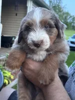 Mr Zuckerman, a male Miniature Australian Shepherd and Miniature Bernedoodle for sale in Wayne, WV – Photo 4 of 8