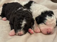 processed/3b261548-312d-4296-85c2-f36fb1e0dd23/listing/dfe50a7d-dc62-41ab-833f-bb1d3953fa62/1530534e-f4a4-462c-9aec-ef3845287625