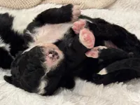 processed/3b261548-312d-4296-85c2-f36fb1e0dd23/listing/dfe50a7d-dc62-41ab-833f-bb1d3953fa62/5b0ad937-605a-42df-a119-427d75408555