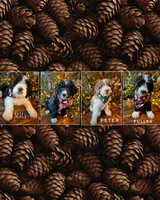 processed/3b261548-312d-4296-85c2-f36fb1e0dd23/listing/dfe50a7d-dc62-41ab-833f-bb1d3953fa62/ec9fedb5-a25a-4c24-ada0-f6b206f85f54