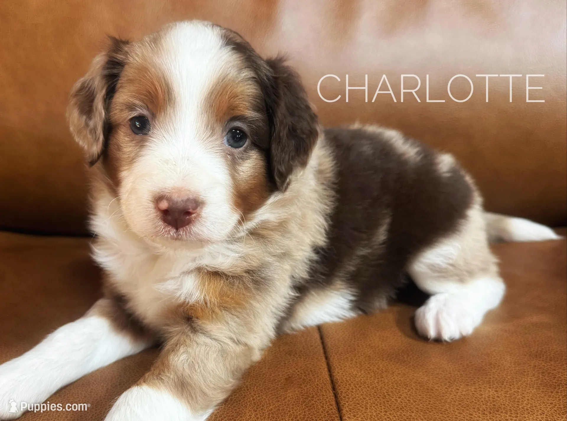 Charlotte, a female Miniature Australian Shepherd and Miniature Bernedoodle for sale in Wayne, WV – Photo 1 of 10
