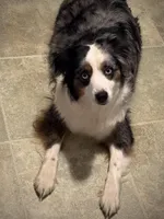 Charlotte, a female Miniature Australian Shepherd and Miniature Bernedoodle for sale in Wayne, WV – Photo 5 of 10