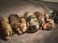 Charlotte, a female Miniature Australian Shepherd and Miniature Bernedoodle for sale in Wayne, WV – Photo 3 of 10