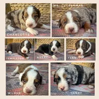 Charlotte, a female Miniature Australian Shepherd and Miniature Bernedoodle for sale in Wayne, WV – Photo 2 of 10