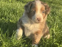 Charlotte, a female Miniature Australian Shepherd and Miniature Bernedoodle for sale in Wayne, WV – Photo 8 of 10