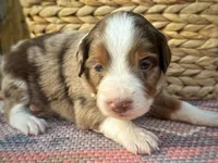 Charlotte, a female Miniature Australian Shepherd and Miniature Bernedoodle for sale in Wayne, WV – Photo 4 of 10