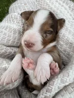 Charlotte, a female Miniature Australian Shepherd and Miniature Bernedoodle for sale in Wayne, WV – Photo 10 of 10