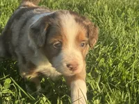 Charlotte, a female Miniature Australian Shepherd and Miniature Bernedoodle for sale in Wayne, WV – Photo 9 of 10