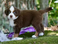 Snickers, a male Australian Shepherd and Bernese Mountain Dog for sale in Wayne, WV – 3 of 10