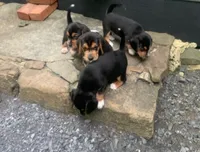 Bruiser, a male Beagle for sale in Front Royal, VA – 9 of 10
