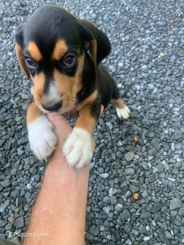 Striker – Beagle puppy for sale in Front Royal, VA