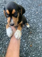 Striker, a male Beagle for sale in Front Royal, VA – 1 of 10