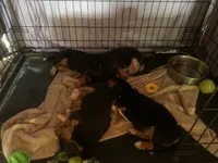 Striker, a male Beagle for sale in Front Royal, VA – 10 of 10