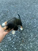 Striker, a male Beagle for sale in Front Royal, VA – 2 of 10