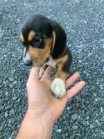 Striker, a male Beagle for sale in Front Royal, VA – 3 of 10