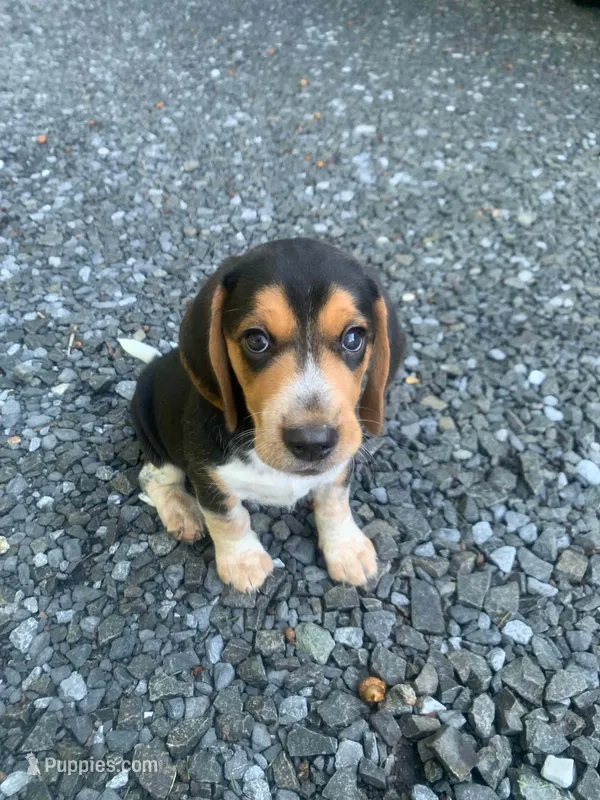 Bruiser – Beagle puppy for sale in Front Royal, VA