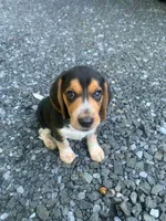 Bruiser, a male Beagle for sale in Front Royal, VA – 1 of 10