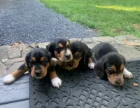Striker, a male Beagle for sale in Front Royal, VA – 6 of 10