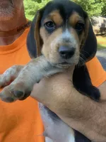 Bruiser, a male Beagle for sale in Front Royal, VA – 2 of 10
