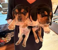 Striker, a male Beagle for sale in Front Royal, VA – 9 of 10