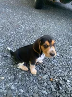 Bruiser, a male Beagle for sale in Front Royal, VA – 3 of 10