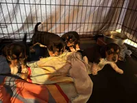 Bruiser, a male Beagle for sale in Front Royal, VA – 5 of 10