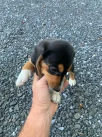 Striker, a male Beagle for sale in Front Royal, VA – 4 of 10