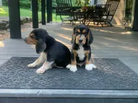 Bruiser, a male Beagle for sale in Front Royal, VA – 7 of 10