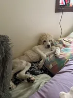 Monica, a female Poodle - Standard  for sale in Appleton, WI – 8 of 10