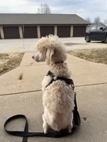 Monica, a female Poodle - Standard  for sale in Appleton, WI – 9 of 10