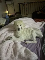 Monica, a female Poodle - Standard  for sale in Appleton, WI – 7 of 10