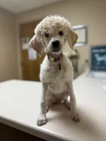 Monica, a female Poodle - Standard  for sale in Appleton, WI – 6 of 10