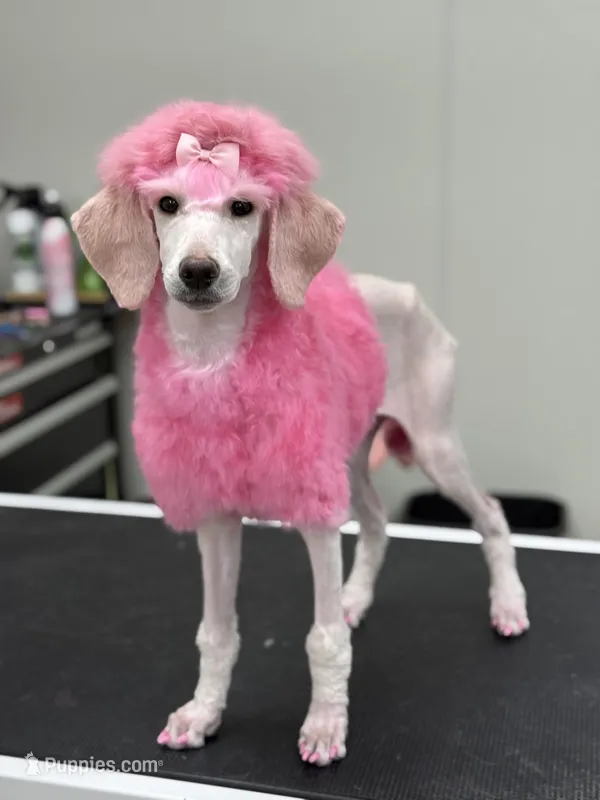 Monica – Poodle - Standard  puppy for sale in Appleton, WI