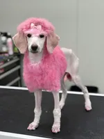Monica, a female Poodle - Standard  for sale in Appleton, WI – 1 of 10