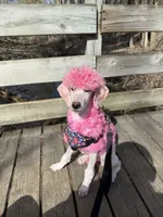 Monica, a female Poodle - Standard  for sale in Appleton, WI – 10 of 10
