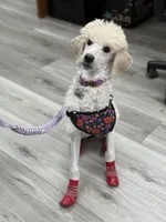 Monica, a female Poodle - Standard  for sale in Appleton, WI – 3 of 10