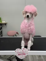 Monica, a female Poodle - Standard  for sale in Appleton, WI – 4 of 10