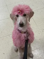 Monica, a female Poodle - Standard  for sale in Appleton, WI – 5 of 10