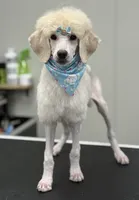 Monica, a female Poodle - Standard  for sale in Appleton, WI – 2 of 10