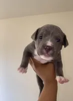 Smoke , a male American Pit Bull Terrier for sale in Westland, MI – Photo 1 of 2