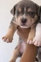 Linus , a male American Pit Bull Terrier for sale in Westland, MI – Photo 2 of 3