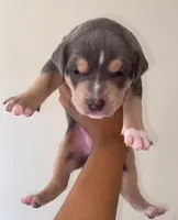 Linus , a male American Pit Bull Terrier for sale in Westland, MI – Photo 1 of 3