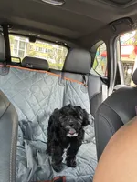 Louis, a male Cockapoo for sale in San Diego, CA – 4 of 5